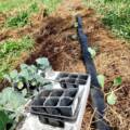 In ritardo rispetto a molti, abbiamo iniziato i trapianti invernali, non ci siam…